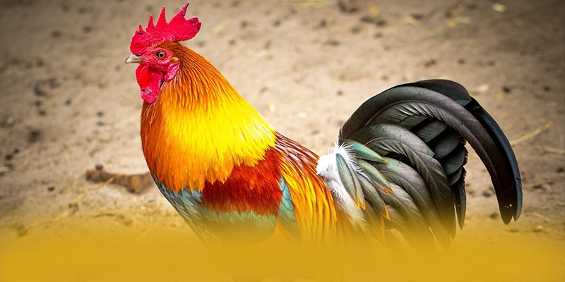 Đội ngũ hỗ trợ người chơi tại W88