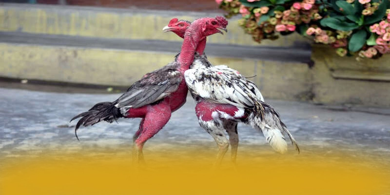 So sánh của [THUONG_HIEU] so với các nhà cái khác