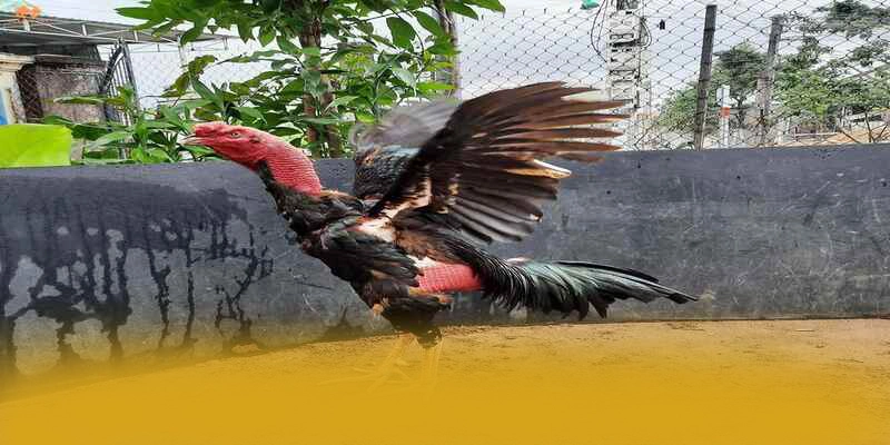 Tìm hiểu BET168 - Cổng cá cược được yêu thích nhất trên thị trường
