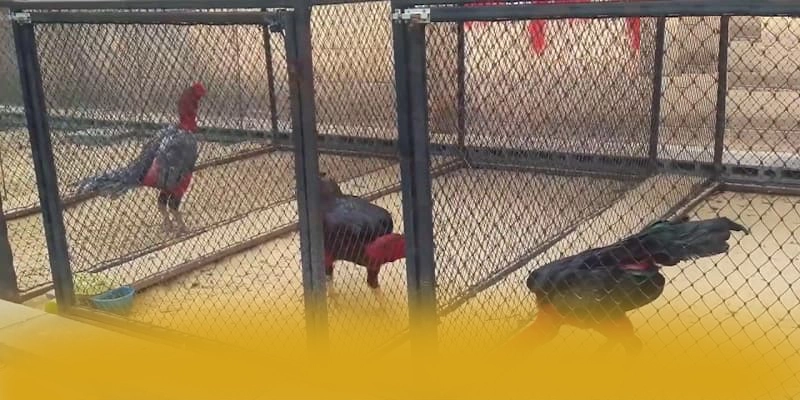 Trải nghiệm đa nền tảng cùng FB88 Trải nghiệm đa nền tảng cùng FB88